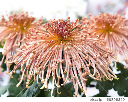 菊の花　管物菊 60296840