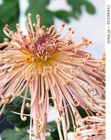 菊の花 管物菊 菊の花 管物菊 60296841