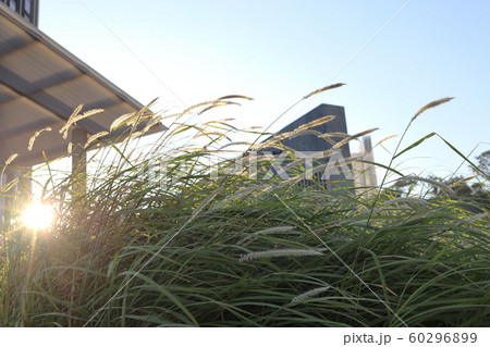 sun light of the grsss behind the model building 60296899