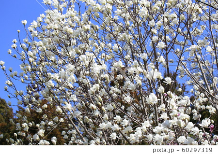 モクレン 60297319