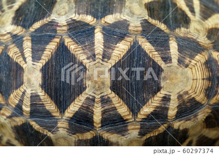 tortoise shell as background tortoise shell as background 60297374