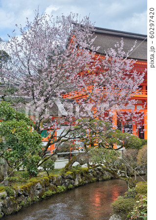 上賀茂神社の桜 60297420
