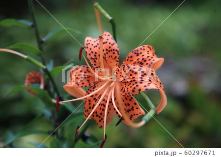 百合・吉野水分神社【奈良県吉野郡吉野町】 60297671