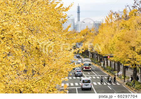 【紅葉 いちょう 横浜】 【紅葉 いちょう 横浜】 60297704