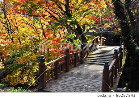 熱海梅園の紅葉と香浮橋 60297843