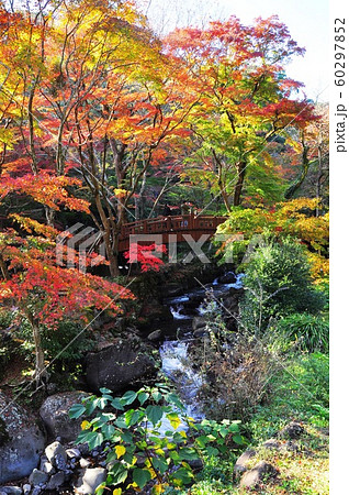 熱海梅園の紅葉と香浮橋 熱海梅園の紅葉と香浮橋 60297852