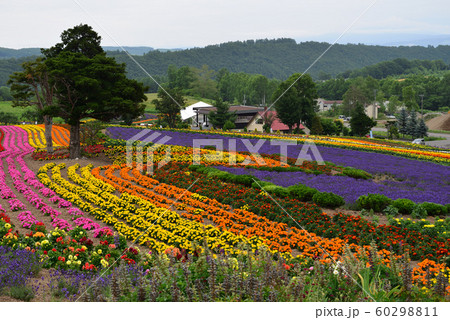ぜるぶの丘(北海道美瑛町) 60298811
