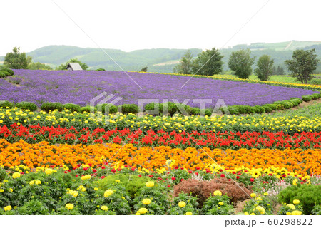 ぜるぶの丘(北海道美瑛町) 60298822