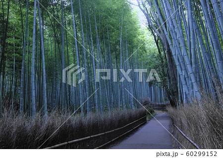 京都の風景 京都の風景 60299152