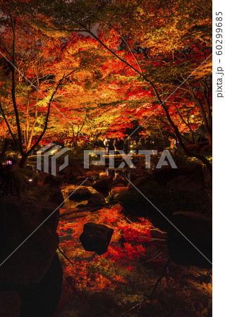 荻窪大田黒公園の紅葉ライトアップ 荻窪大田黒公園の紅葉ライトアップ 60299685