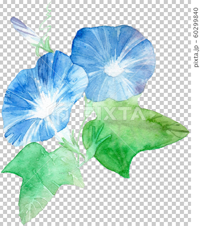 牽牛花牽牛花 插圖素材 圖庫