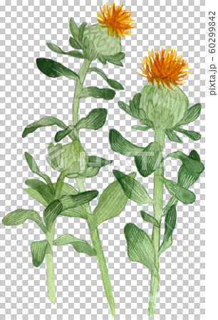 紅花 ベニバナのイラスト素材