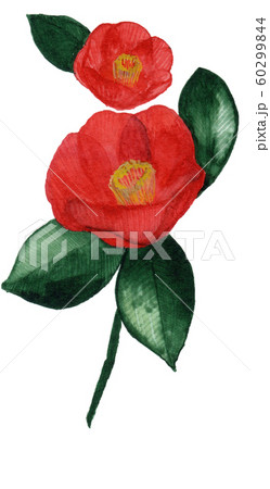 椿 つばき 椿 つばき 60299844