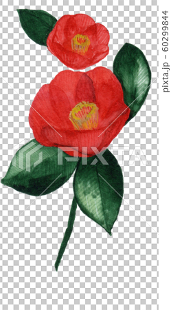 椿 つばき 椿 つばき 60299844