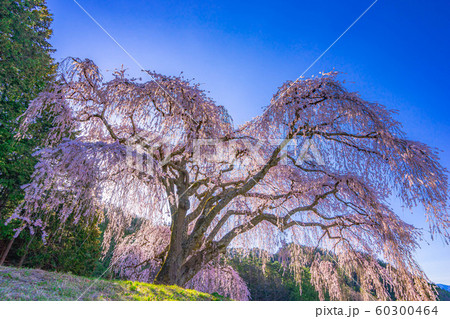 乙ヶ妻のしだれ桜 【山梨県】 乙ヶ妻のしだれ桜 【山梨県】 60300464
