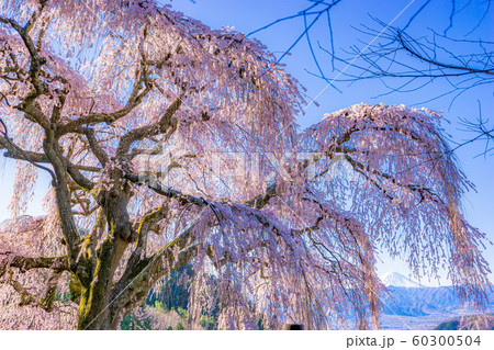 乙ヶ妻のしだれ桜 【山梨県】 乙ヶ妻のしだれ桜 【山梨県】 60300504