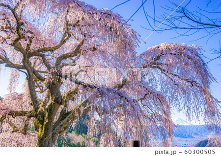 乙ヶ妻のしだれ桜 【山梨県】 乙ヶ妻のしだれ桜 【山梨県】 60300505