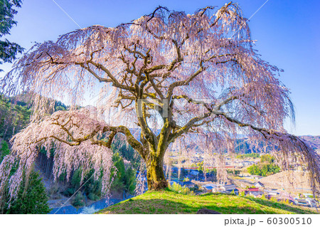 乙ヶ妻のしだれ桜　【山梨県】 60300510