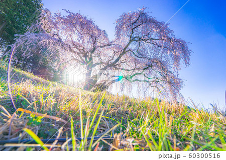 乙ヶ妻のしだれ桜 【山梨県】 乙ヶ妻のしだれ桜 【山梨県】 60300516