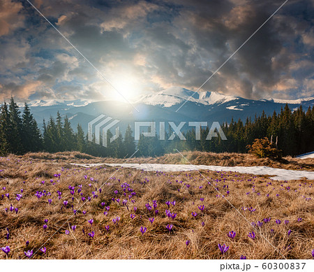 Spring landscape with crocus flowers Spring landscape with crocus flowers 60300837