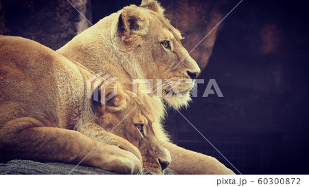 メスライオン　横顔　2匹　動物 60300872