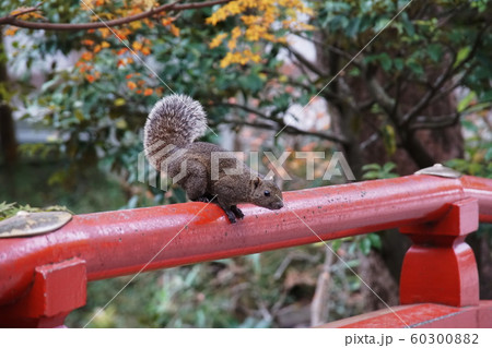 鶴岡八幡宮 リス　Taiwan squirrels 60300882