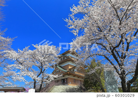 【長野県】晴天下の高島城と満開の桜 60301029