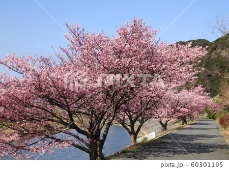 河津桜 南伊豆町 河津桜 南伊豆町 60301195