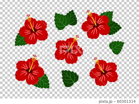 ハイビスカス 赤 ベクター 南国 セットのイラスト素材