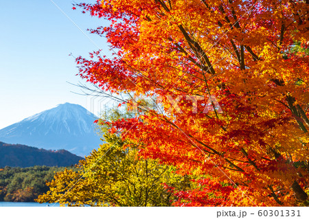富士山・紅葉 富士山・紅葉 60301331