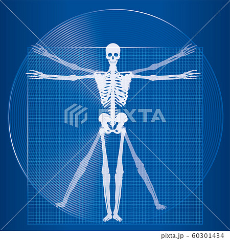 医学 医療の人体のイメージイラスト 骨 レントゲン レオナルド ダ ヴィンチの人体図のイラストのイラスト素材