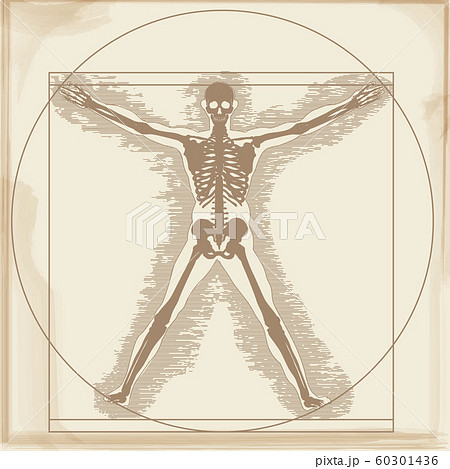 医学 医療の人体のイメージイラスト 骨 レントゲン 古紙 レオナルド ダ ヴィンチの人体図のイラストのイラスト素材