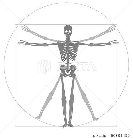 医学 医療の人体のイメージイラスト 骨 レントゲン レオナルド ダ ヴィンチの人体図のイラストのイラスト素材