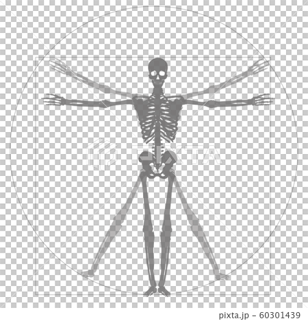 醫學和醫學人體圖像插圖骨頭和X射線|達芬奇的人體插圖 醫學和醫學人體圖像插圖骨頭和X射線|達芬奇的人體插圖 60301439