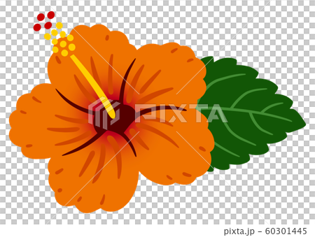 Hibiscus Orange Vector Southern 60301445