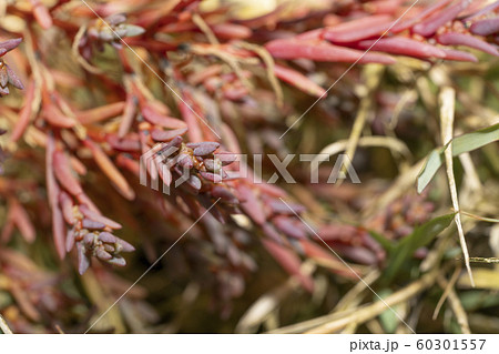 ハママツナ 60301557