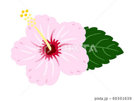 ハイビスカス 薄いピンク ベクター 南国 ハイビスカス 薄いピンク ベクター 南国 60301639