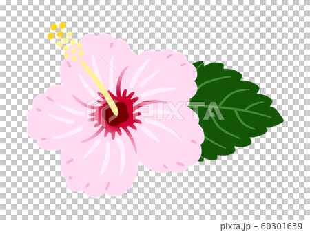 ハイビスカス 薄いピンク ベクター 南国 ハイビスカス 薄いピンク ベクター 南国 60301639