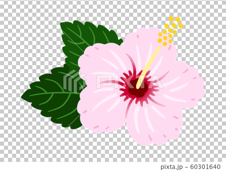 hibiscus pale pink vector tropical stock illustration 60301640 pixta hibiscus pale pink vector tropical