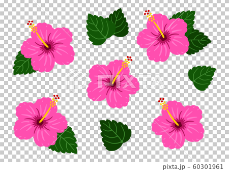 芙蓉暗粉紅色矢量熱帶套 60301961