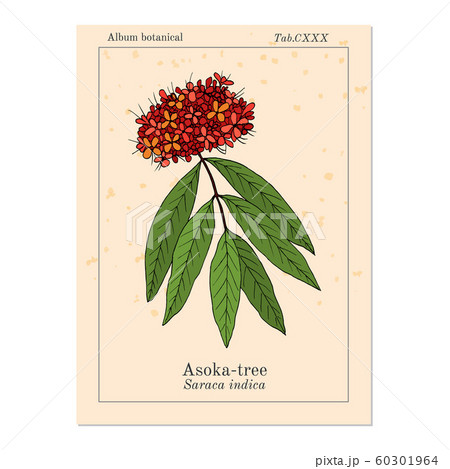 Ashoka tree Saraca asoca , medicinal plant Ashoka tree Saraca asoca , medicinal plant 60301964
