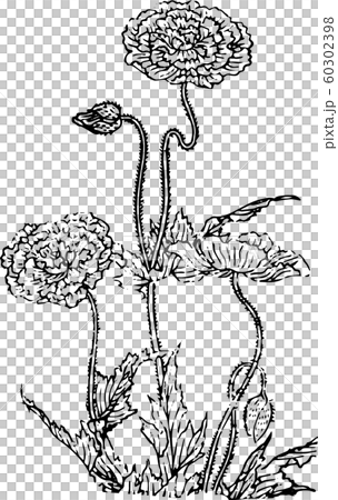 花_ヒナゲシ 60302398