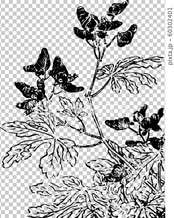 Flower_Aconite 60302401