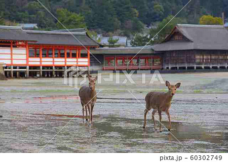 <広島県>日本三景　宮島・厳島　厳島神社と鹿 60302749