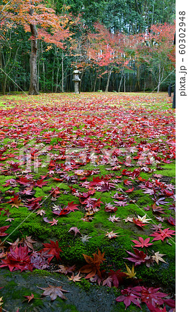 京都 高桐院 紅葉 落ち葉 京都 高桐院 紅葉 落ち葉 60302948