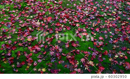 京都　高桐院　紅葉　落ち葉　 60302950
