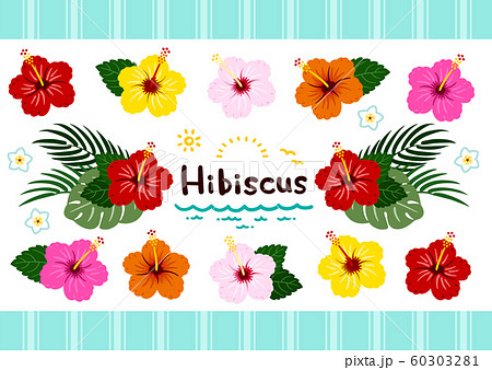ハイビスカス 南国植物セット カラフル ベクター ハイビスカス 南国植物セット カラフル ベクター 60303281
