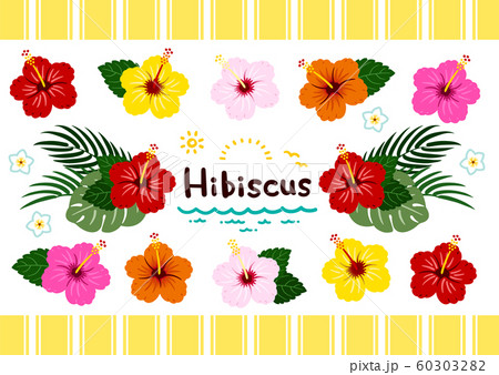 ハイビスカス 南国植物セット カラフル ベクターのイラスト素材