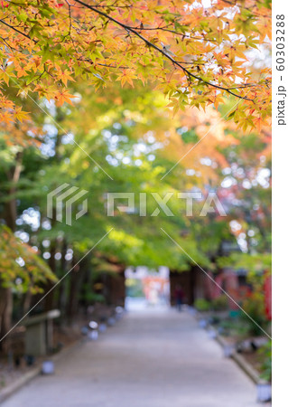 油山寺の紅葉 油山寺の紅葉 60303288