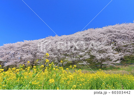 【長野県】晴天下の弘法山古墳桜まつり 【長野県】晴天下の弘法山古墳桜まつり 60303442